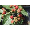 Mûre Asterina, très gros fruits sucrés, sans épines | La Hunelle