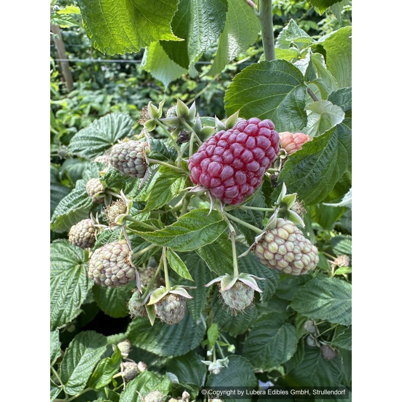 Framboisier Purple Love, framboise pourpre sans épines | La Hunelle