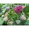 Framboisier Purple Love, framboise pourpre sans épines | La Hunelle