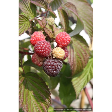 Framboisier Autumn Passion, framboise pourpre d'automne | La Hunelle