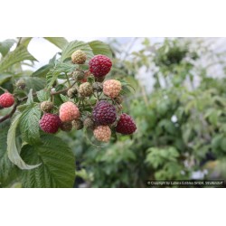 Framboisier Autumn Passion, framboise pourpre d'automne | La Hunelle