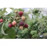 Framboisier Autumn Passion, framboise pourpre d'automne | La Hunelle