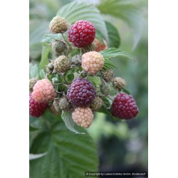 Framboisier Autumn Passion, framboise pourpre d'automne | La Hunelle