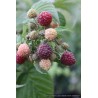 Framboisier Autumn Passion, framboise pourpre d'automne | La Hunelle