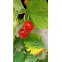 Fraisier Charlotte, remontant, parfumé et sucré | La Hunelle