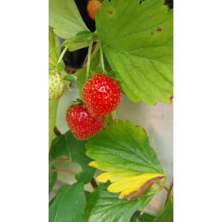 Fraisier Charlotte, remontant, parfumé et sucré | La Hunelle