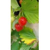 Fraisier Charlotte, remontant, parfumé et sucré | La Hunelle