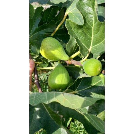Figuier Pithiou | Une grosse figue verte venue de Grèce
