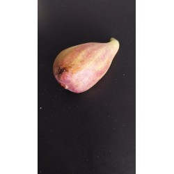 Figuier Longue d'Août | Gros fruits allongés, deux récoltes
