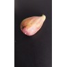 Figuier Longue d'Août | Gros fruits allongés, deux récoltes