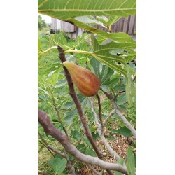 Figuier Longue d'Août | Gros fruits allongés, deux récoltes