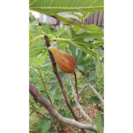 Figuier Longue d'Août | Gros fruits allongés, deux récoltes