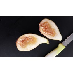 Figuier Longue d'Août | Gros fruits allongés, deux récoltes
