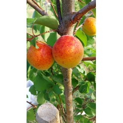Abricotier Tardif de Tain | La fin de saison des abricots