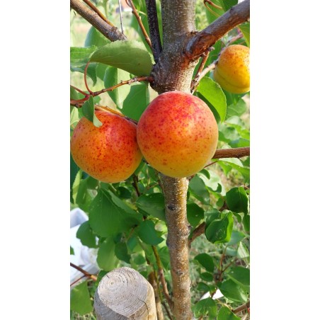 Abricotier Tardif de Tain | La fin de saison des abricots