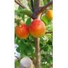 Abricotier Tardif de Tain | La fin de saison des abricots