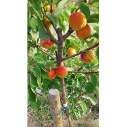Abricotier Tardif de Tain | La fin de saison des abricots