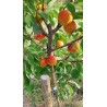 Abricotier Tardif de Tain | La fin de saison des abricots