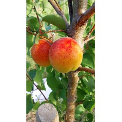 Abricotier Tardif de Tain | La fin de saison des abricots
