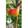 Abricotier Tardif de Tain | La fin de saison des abricots