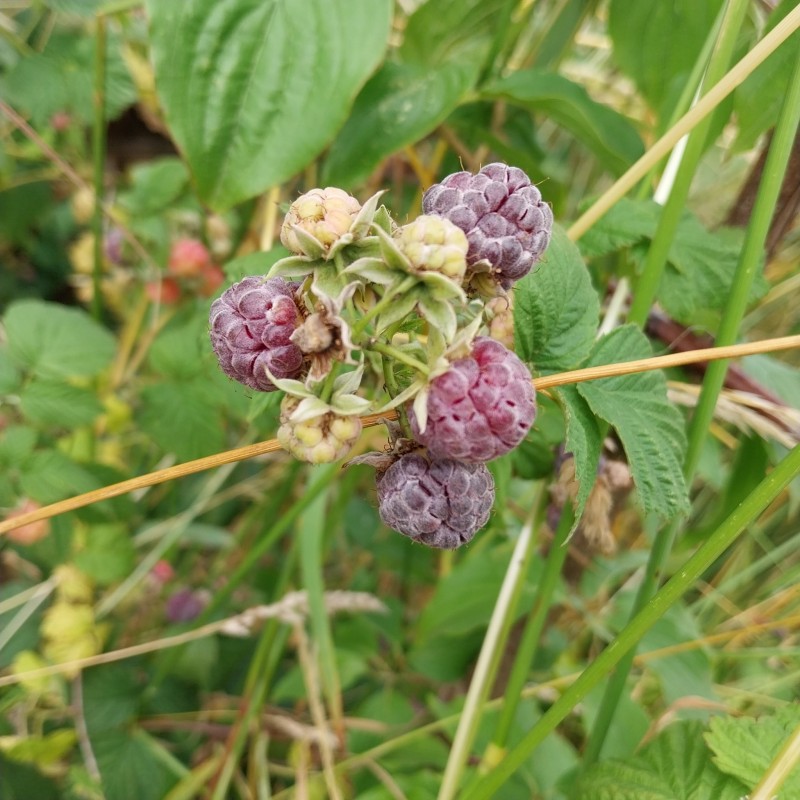 Framboisier Glen Coe, framboise pourpre d'été sans épines | La Hunelle