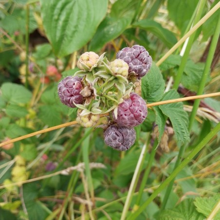 Framboisier Glen Coe, framboise pourpre d'été sans épines | La Hunelle