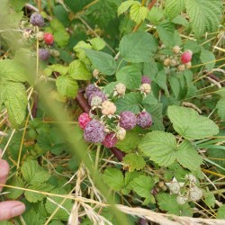 Framboisier Glen Coe, framboise pourpre d'été sans épines | La Hunelle