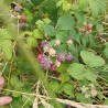 Framboisier Glen Coe, framboise pourpre d'été sans épines | La Hunelle
