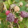 Framboisier Glen Coe, framboise pourpre d'été sans épines | La Hunelle