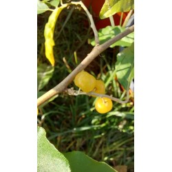 Chalef d'automne Fortunella, baies jaune doré | La Hunelle