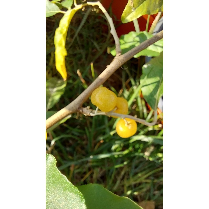 Chalef d'automne Fortunella, baies jaune doré | La Hunelle