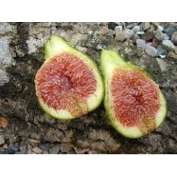 Figuier Desert King, figues d'été dès juillet | La Hunelle