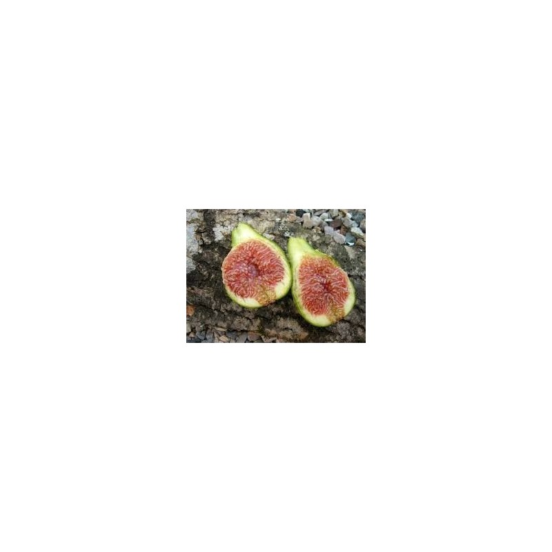 Figuier Desert King, figues d'été dès juillet | La Hunelle