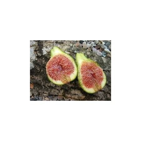Figuier Desert King, figues d'été dès juillet | La Hunelle