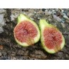 Figuier Desert King, figues d'été dès juillet | La Hunelle