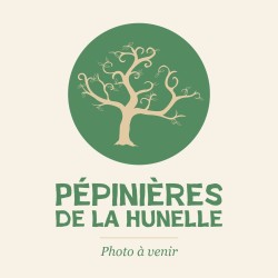 Vigne Phoenix, raisin blanc allemand résistant | La Hunelle