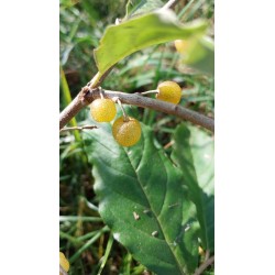 Chalef d'automne Fortunella, baies jaune doré | La Hunelle