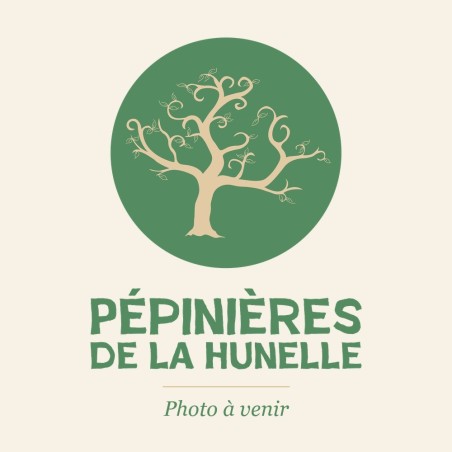 Piquet en bois traité 200 ou 250 cm | Tuteur pour fruitier