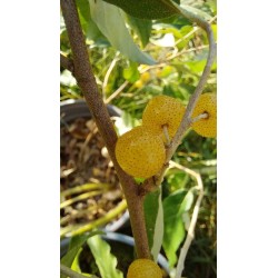 Chalef d'automne Fortunella, baies jaune doré | La Hunelle