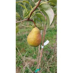 Poirier Légipont, poire fondante liégeoise | La Hunelle
