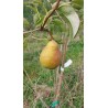 Poirier Légipont, poire fondante liégeoise | La Hunelle