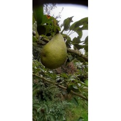 Poirier Légipont, poire fondante liégeoise | La Hunelle