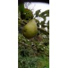 Poirier Légipont, poire fondante liégeoise | La Hunelle