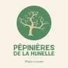 Myrtillier Northland, myrtilles précoces très rustiques | La Hunelle