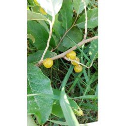 Chalef d'automne Fortunella, baies jaune doré | La Hunelle