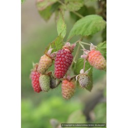 Loganberry sans épines, mûre-framboise acidulée | La Hunelle