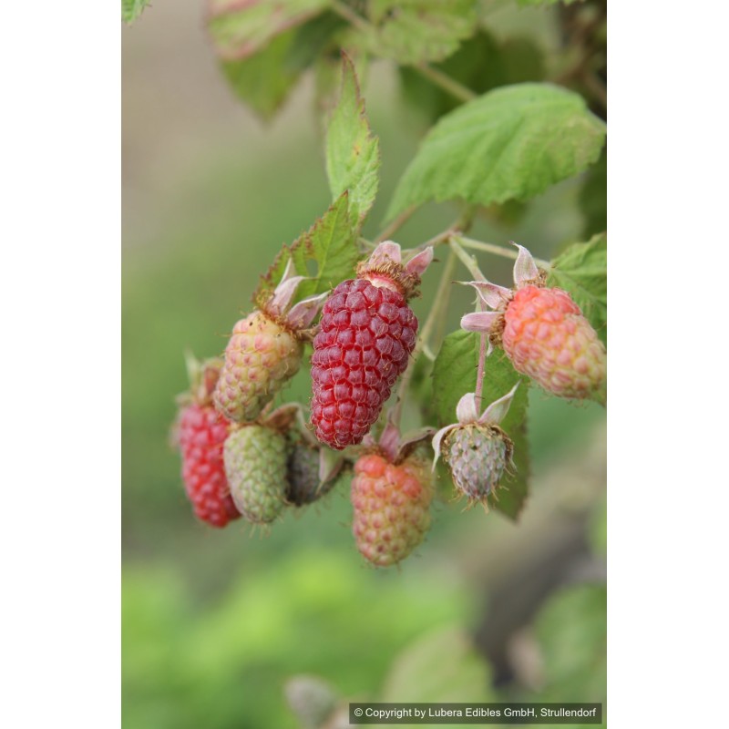 Loganberry sans épines, mûre-framboise acidulée | La Hunelle