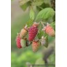 Loganberry sans épines, mûre-framboise acidulée | La Hunelle