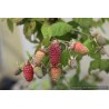 Loganberry sans épines, mûre-framboise acidulée | La Hunelle