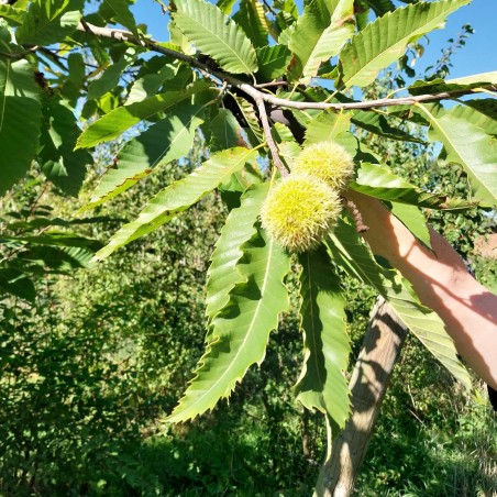 Châtaignier de semis, l'arbre de plein vent | La Hunelle